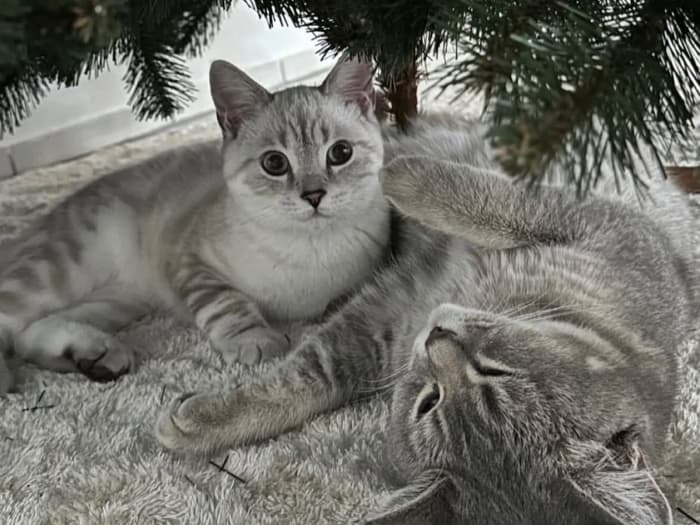 Two gray cats are lying under the FairyTrees FT14 Christmas tree.