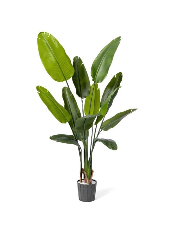 FairyTrees 165 cm artificial strelitzia with a slender form and large, elongated leaves against a light background.