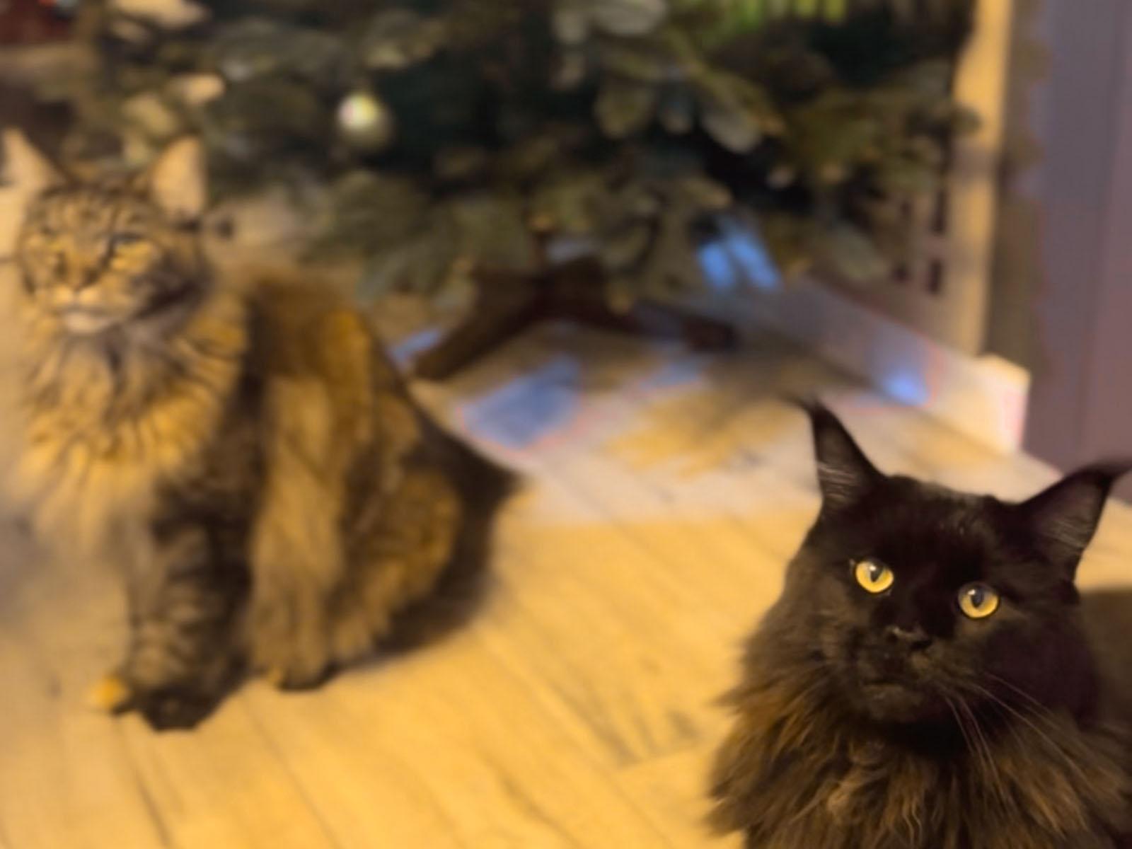 Two Maine Coon cats sit on the floor beside a decorated FairyTrees artificial Christmas tree.