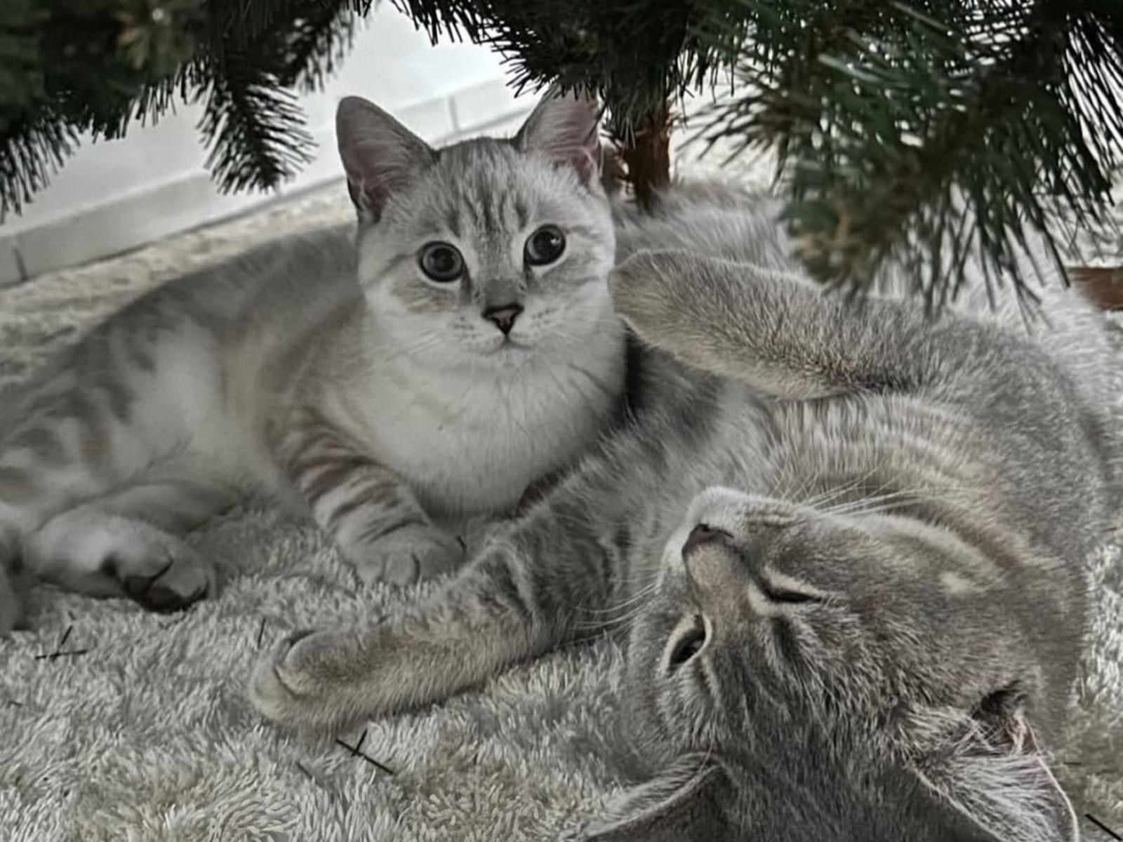 Two gray cats are lying under the FairyTrees FT14 Christmas tree.