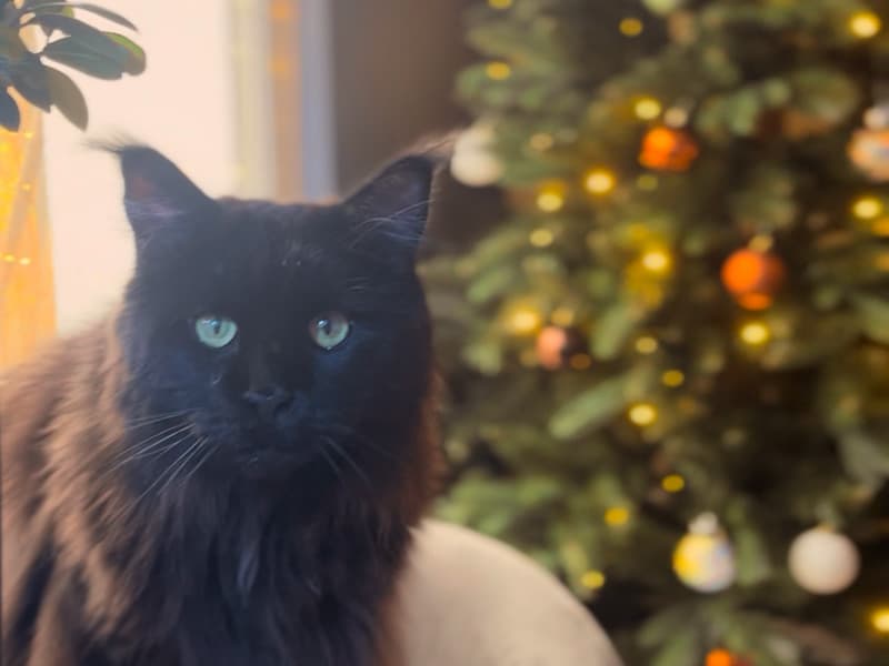 Kitsu, a black Maine Coon cat, sits beside the decorated FairyTrees FT29 Christmas tree glowing with soft lights.