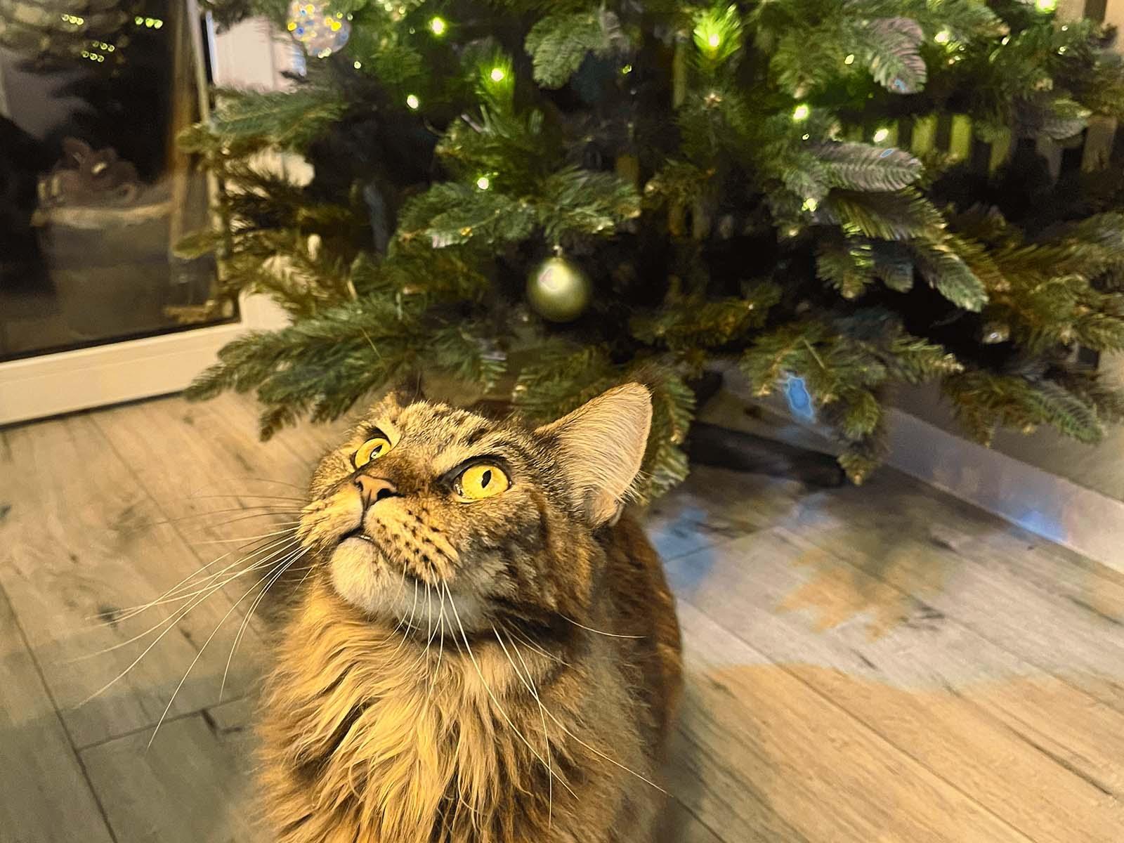 Kitty, a Maine Coon cat, sits on the floor next to the softly lit FairyTrees FT29 artificial Christmas tree.