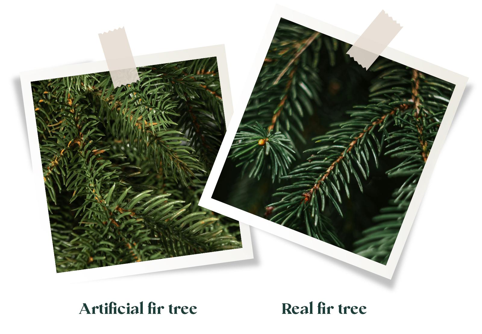 Comparison of fir branches: on the left the needles of the FairyTrees FT33 Alpine fir artificial Christmas tree, on the right the branches of a real forest fir.