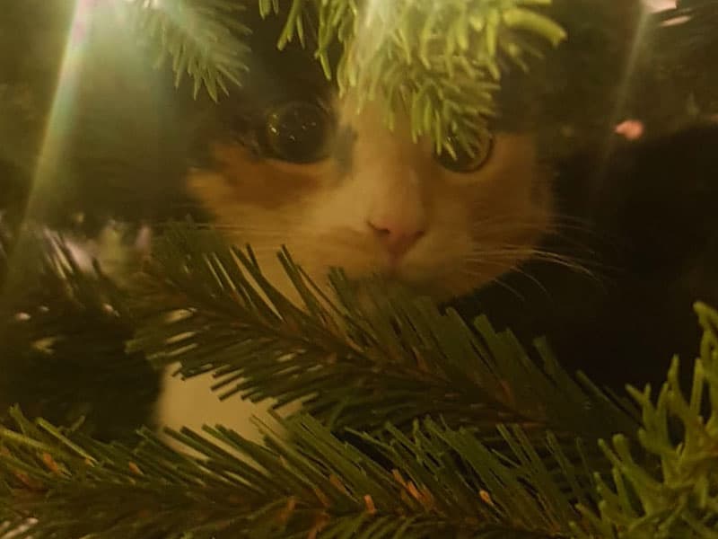 Lucy the cat peeks out from between the branches of the FairyTrees FT33 artificial Christmas tree, surrounded by festive lights.