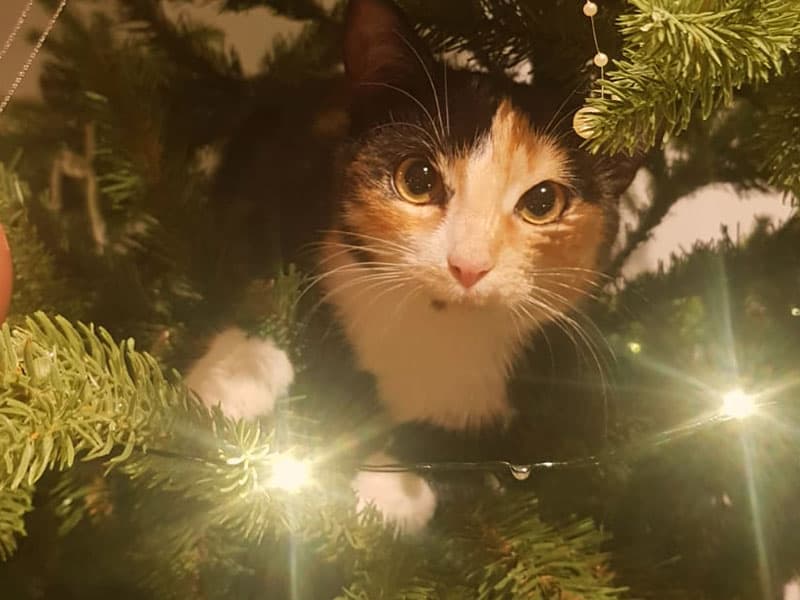 Lucy the cat sits tucked between the branches of the FairyTrees FT33 artificial Christmas tree lit with warm fairy lights.