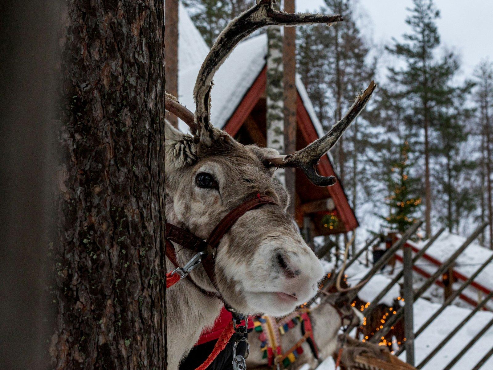 A reindeer peeking out from behind a tree trunk against a snowy backdrop, with a wooden cottage and a sleigh in the background