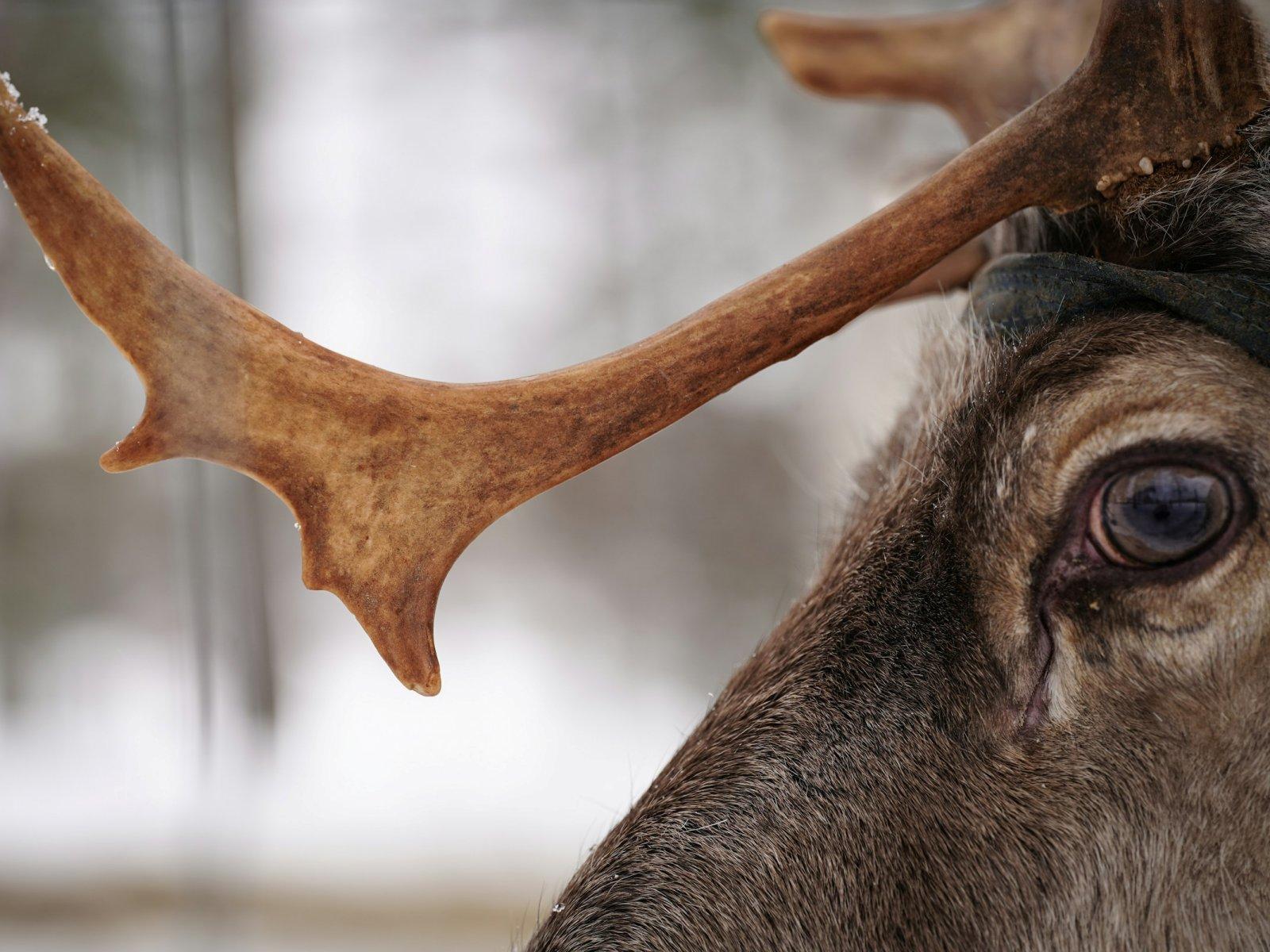 A close-up of a reindeer&rsquo;s eye and antlers against a bright winter background.