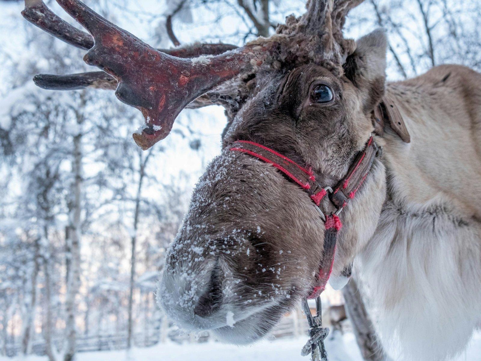 A reindeer with a frosty muzzle and a visible eye against the backdrop of a snow-covered forest. 
