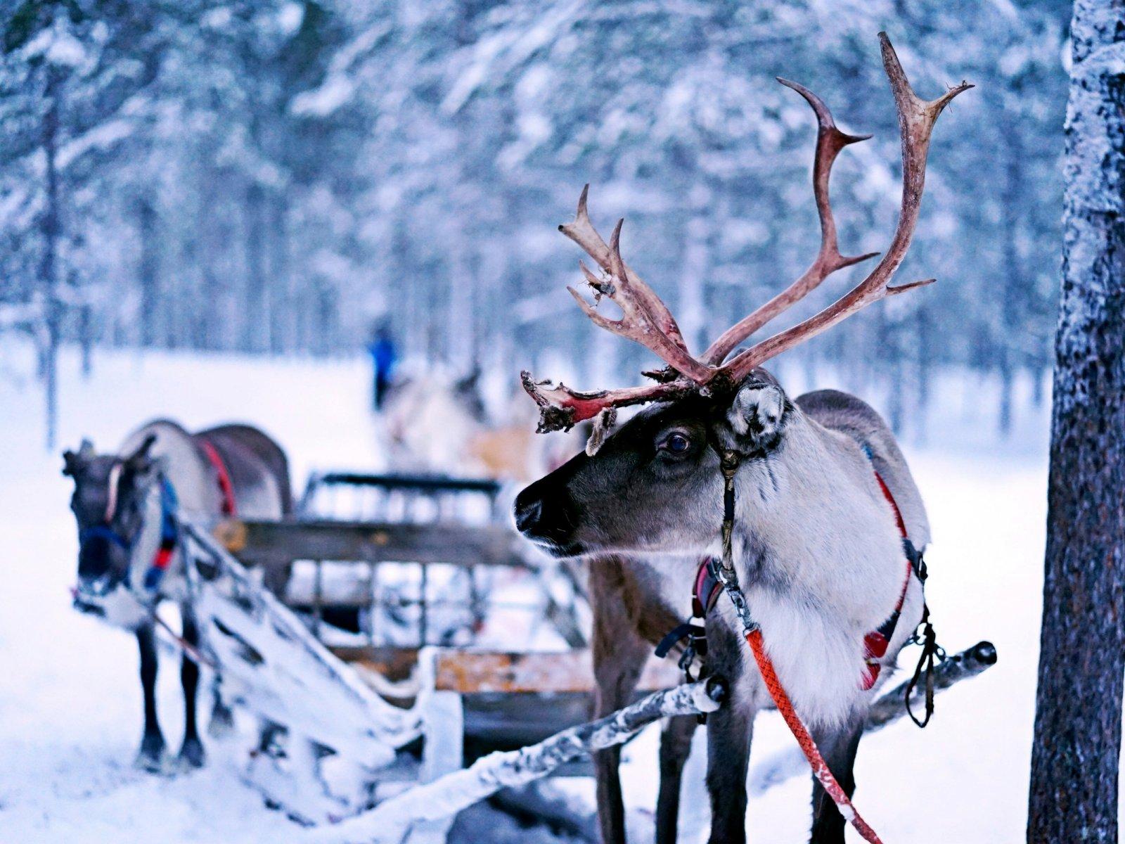 A reindeer harnessed to a sleigh in a snow-covered forest.